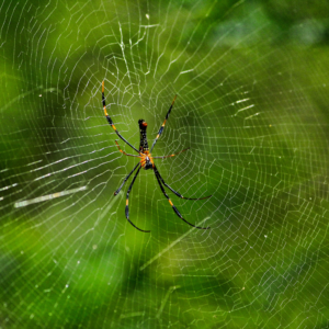Giant Wood Spider_CEC