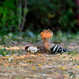Hoopoe