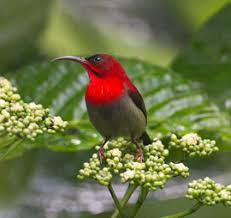 birdwatching